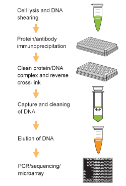 epiquik_chromatin_ip_kit_flow