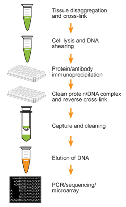 epiquik_tissue_chromatin_ip_kit_flow